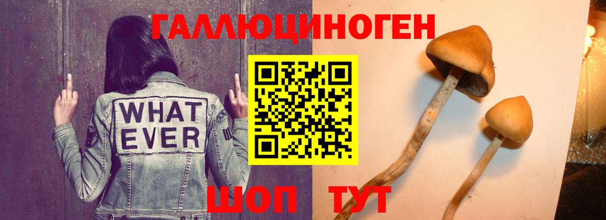 Псилоцибиновые грибы Psilocybe Нальчик